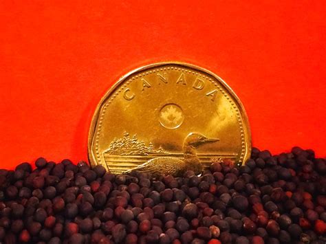 Loonie value will determine 2017 ag outlook - Alberta Farmer Express