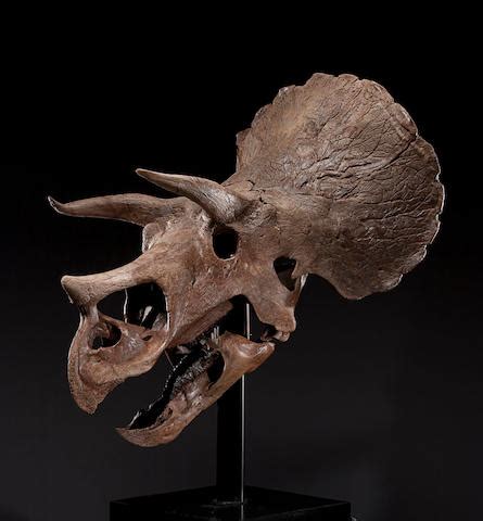 Bonhams : Triceratops Skull