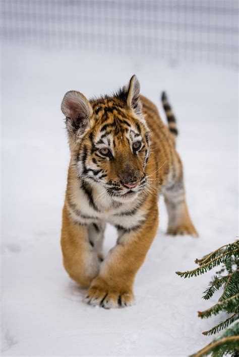 Tiger cub in the snow 2 stock image. Image of wild, tigers - 68944847