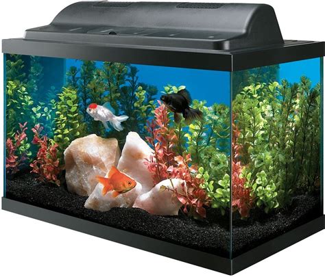 fish twnk | Aquarium kit, Glass fish tanks, Fish tank