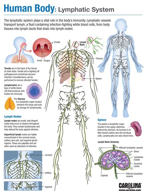 Schematic Diagram Of Lymphatic System