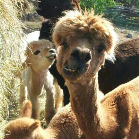 Alpacas - Funny Animal Pictures