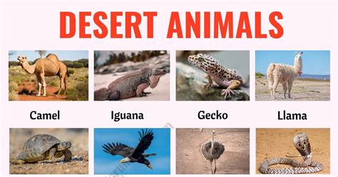 Desert Animals Chart