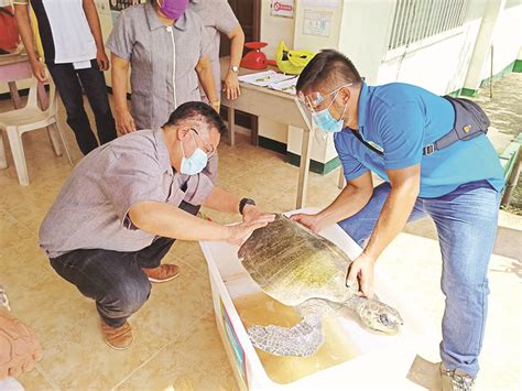 Injured sea turtle rescued but didn’t make it