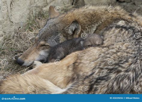 Nap Time with Timber Wolf and Pup Stock Photo - Image of cute ...