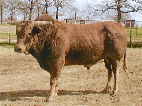 Bo Time, son of Bodacious | PBR BUCKING BULLS | Pinterest | Sons