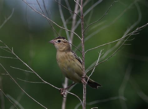 Young male or female Bobolink ? - Help Me Identify a North American Bird - Whatbird Community