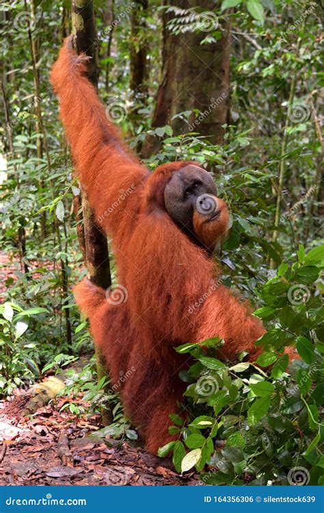 Sumatran Orangutans in Gunung Leuser National Park Stock Photo - Image ...