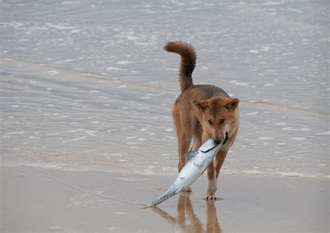 Dingo dinners – National Parks Association of Queensland