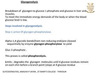 Glucogenolysis | PPT