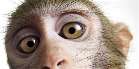 Lab-Grown Cells Restore Sight to Blind Monkeys