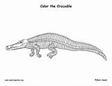 Crocodile Coloring Page sketch template