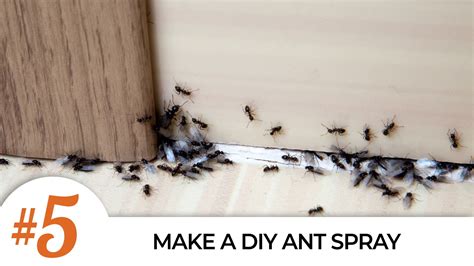 Top 5 DIY Ways to Get Rid of Ants : 6 Steps - Instructables