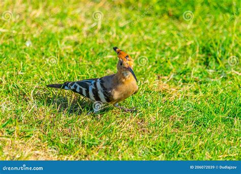 Hoopoe, a National Bird of Israel, in Tel Aviv Stock Image - Image of nature, israel: 206072039