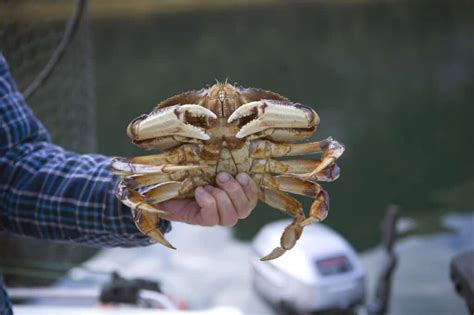 Where to Find the Best Crabbing on the Oregon Coast – Best Fishing in America