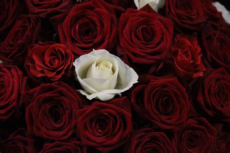 Red and white roses HD wallpaper | Wallpaper Flare