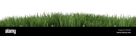 3D Render of Green Grass isolated on White Stock Photo - Alamy