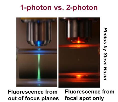 2-photon imaging | The Robey Lab