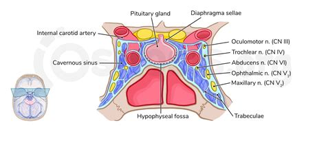 Cavernous Sinus