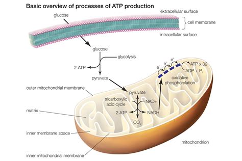 Cellular Respiration - Glycolysis, Citric Acid Cycle