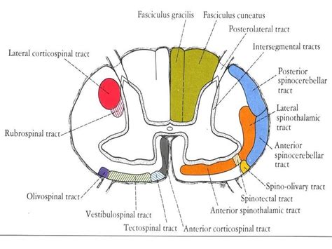 Corticospinal tract