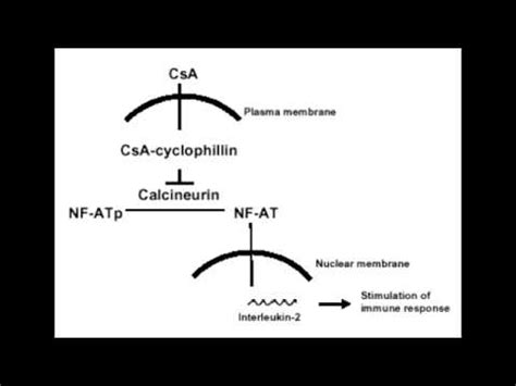 Cyclosporine - Mechanism, Clinical Use & Side Effects - YouTube