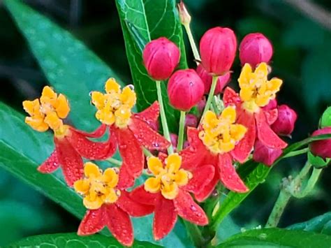 Sewing Milkweed Seeds in Bonita Springs, Florida