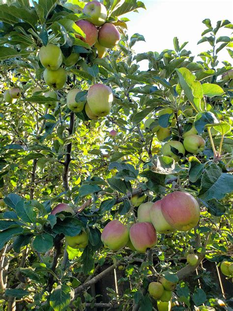 How to Choose What Fruit Trees to Plant: Climate, Varieties & More ...