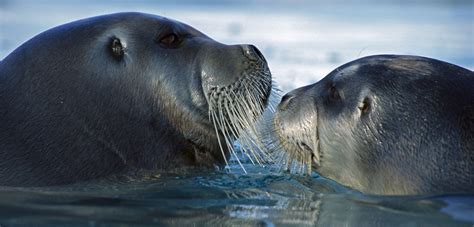 Bearded Seals Are Maturing Younger and Having More Pups | Hakai Magazine