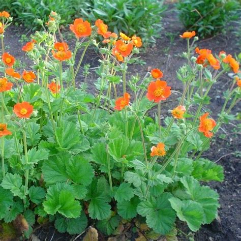 Geum Borisii - Koi Tangerine Avens in Bud - Garden Plants | Plants, Garden plants, Garden styles