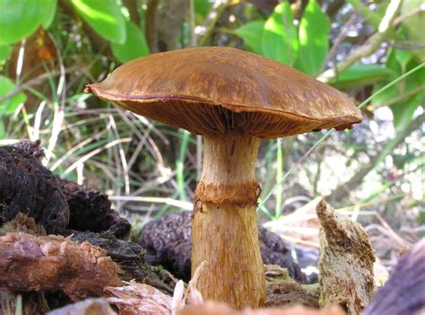 Gymnopilus junonius: The Laughing Gym Mushroom Identification & More