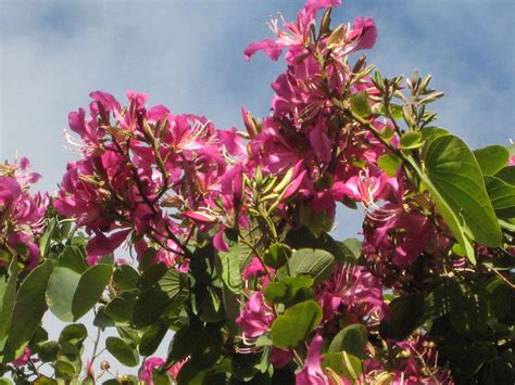 Bauhinia blakeana (Hong Kong Orchid Tree) - Richard Lyons Nursery, Inc.