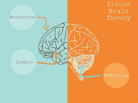 Triune Brain Theory: Your triune is primitive, don't let it manipulate ...