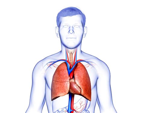 PPN vs. TPN: What is the Difference? | AmeriPharma Specialty