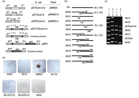 Reconstitution of Cre activity among split-Cre pairs in bacterial and ...