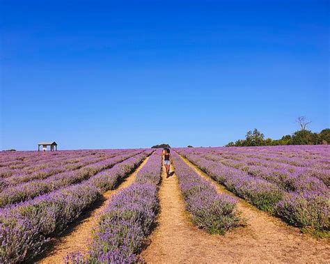 Keeping calm at Mayfield Lavender Farm - Queen On A Journey