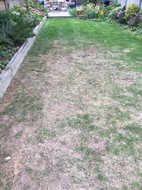 Drought lawn help please! — BBC Gardeners' World Magazine