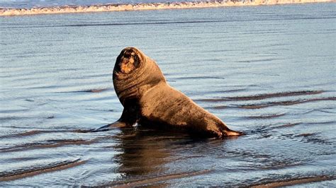 Petition · Protect Endangered New Zealand Sea Lion - New Zealand ...