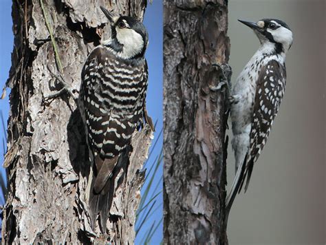 Red-cockaded Woodpecker Identification & Facts