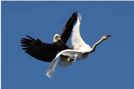Learn about bald eagle wingspan: Learn about bald eagle wingspan