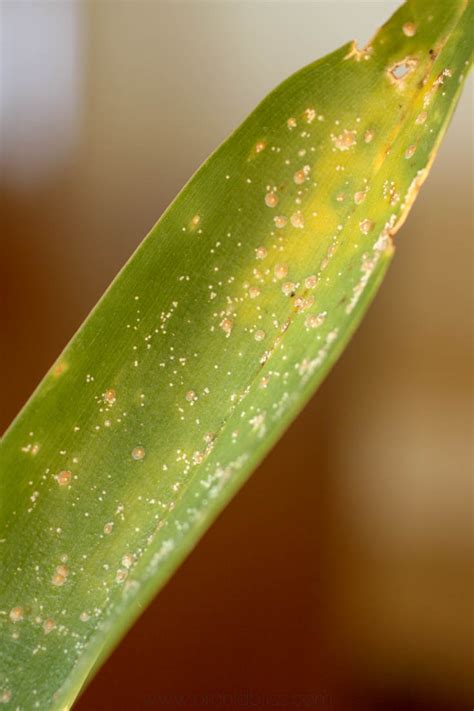 Got a Sick Orchid? How to identify and treat orchid pests and disease