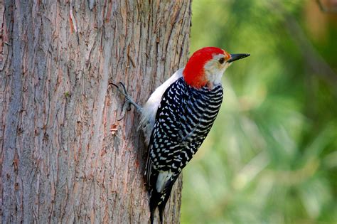 Red-bellied woodpecker - song / call / voice / sound.