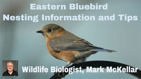 Eastern Bluebird Nesting Information and Tips - YouTube