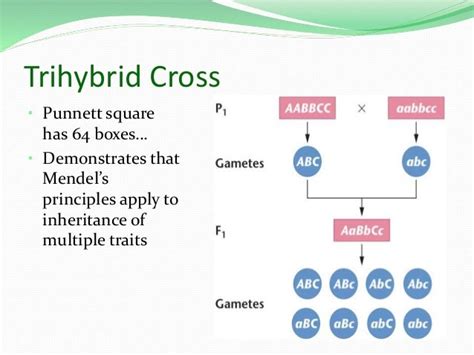 Mendelian Genetics