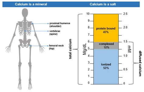 Normal Calcium Levels - Endocrine Surgery | UCLA Health