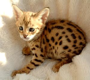 Savannah Cat Breeders Savannah Cats, Bengal Cats For Sale - Cute Funny ...