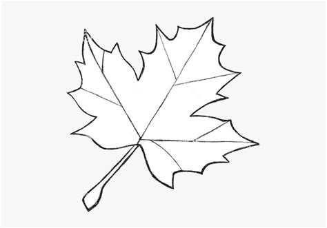 Leaf Outline Clipart Royalty Free Differnt Sizes Rr - Fall Leaf Drawing ...