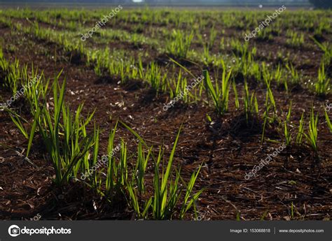 Sugar cane plantation ⬇ Stock Photo, Image by © danilosaltarelli #153068818