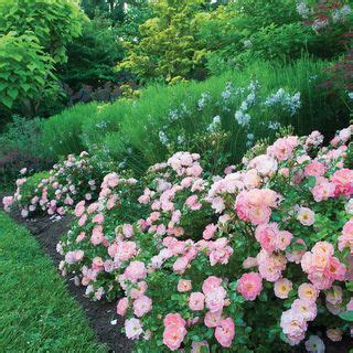 Groundcover Roses: Hardy, low maintenance, brilliant blooms - Jackson & Perkins