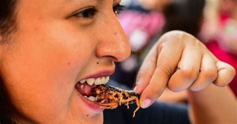 Should more people eat insects? - Vox